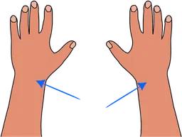 wrists.webp